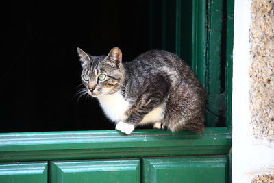 Portrait of cat sitting on window