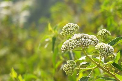 Close-up of plant