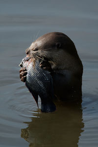 Otter eating fish in lake