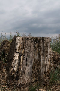 View of tree stump in forest