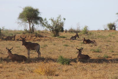 Deer grazing on field