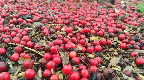 High angle view of berries growing on plant