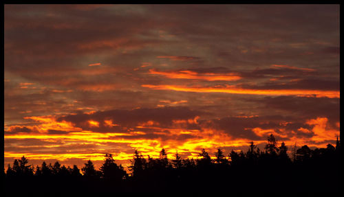 Silhouette of trees at sunset