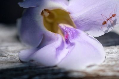 Close up of purple flower