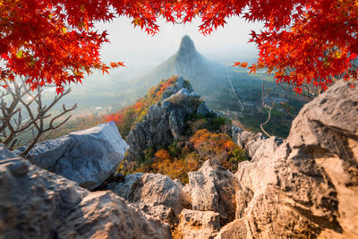 Scenic view of trees during autumn