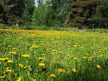 Yellow flowering plants on field