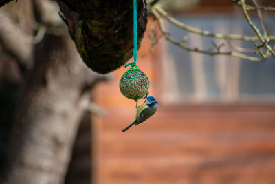 Close-up of bird on branch