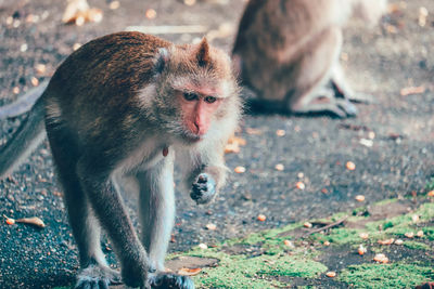 Monkey sitting on a field