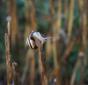 Close-up of a bird on wood