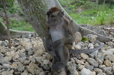 Close-up of monkey sitting against tree