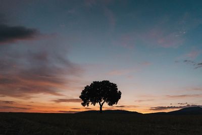 Silhouette trees on field against sky at sunset