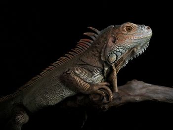 Close-up of iguana on black background