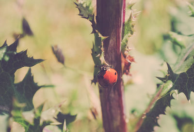 Close-up of ladybug