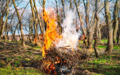 Burning garden waste in spring