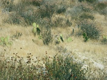 Plants on field