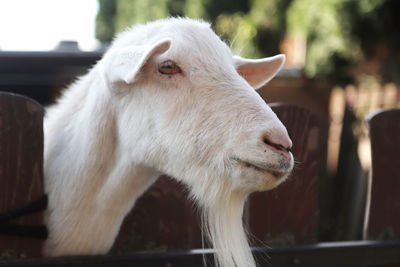 Close-up of cow