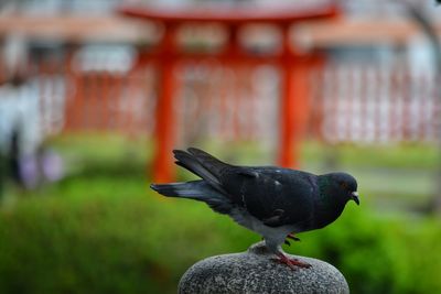 Close-up of bird perching outdoors near japanese shrine