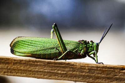 Close-up of insect on wood