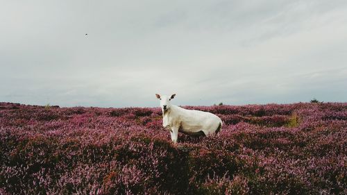 Cow standing on field against sky