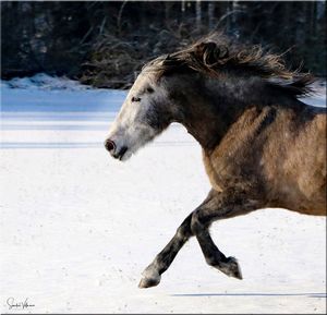 Side view of a horse on snow