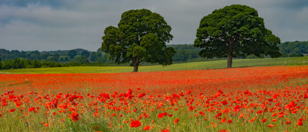 Red poppy flowers on field against sky