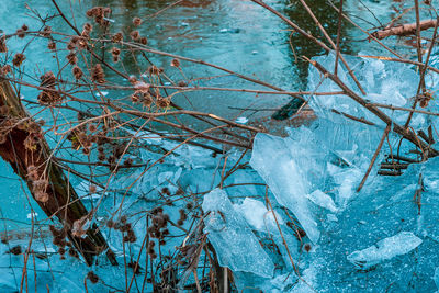 High angle view of frozen plants