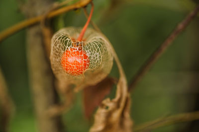 Close-up of plant