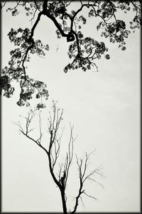 Low angle view of bare trees against sky