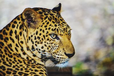 Close-up of a cat looking away