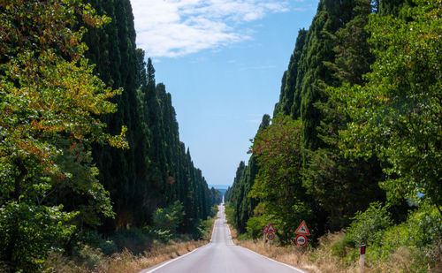 Road to bolgheri - bolgheri, italy