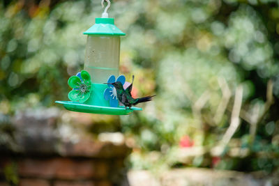 Close-up of a bird feeder