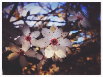 Close-up of flower tree