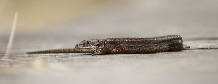 Panoramic view of lizard on floor