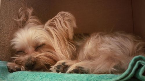 Close-up of dog lying down