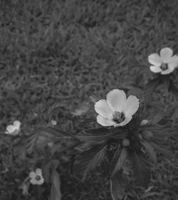 Close-up of white flowers