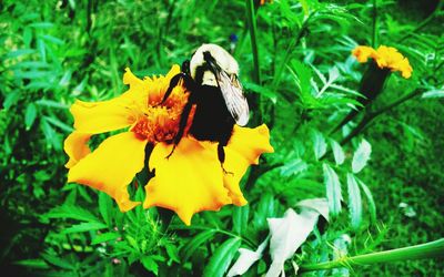 Close-up of yellow flowers blooming outdoors