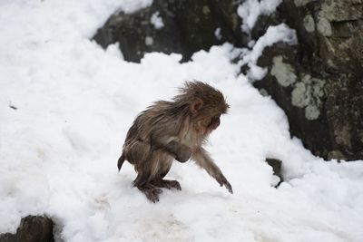 Japanese macaque infant on snow covered field
