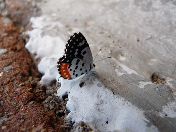 Close-up of butterfly