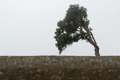 Tree against clear sky