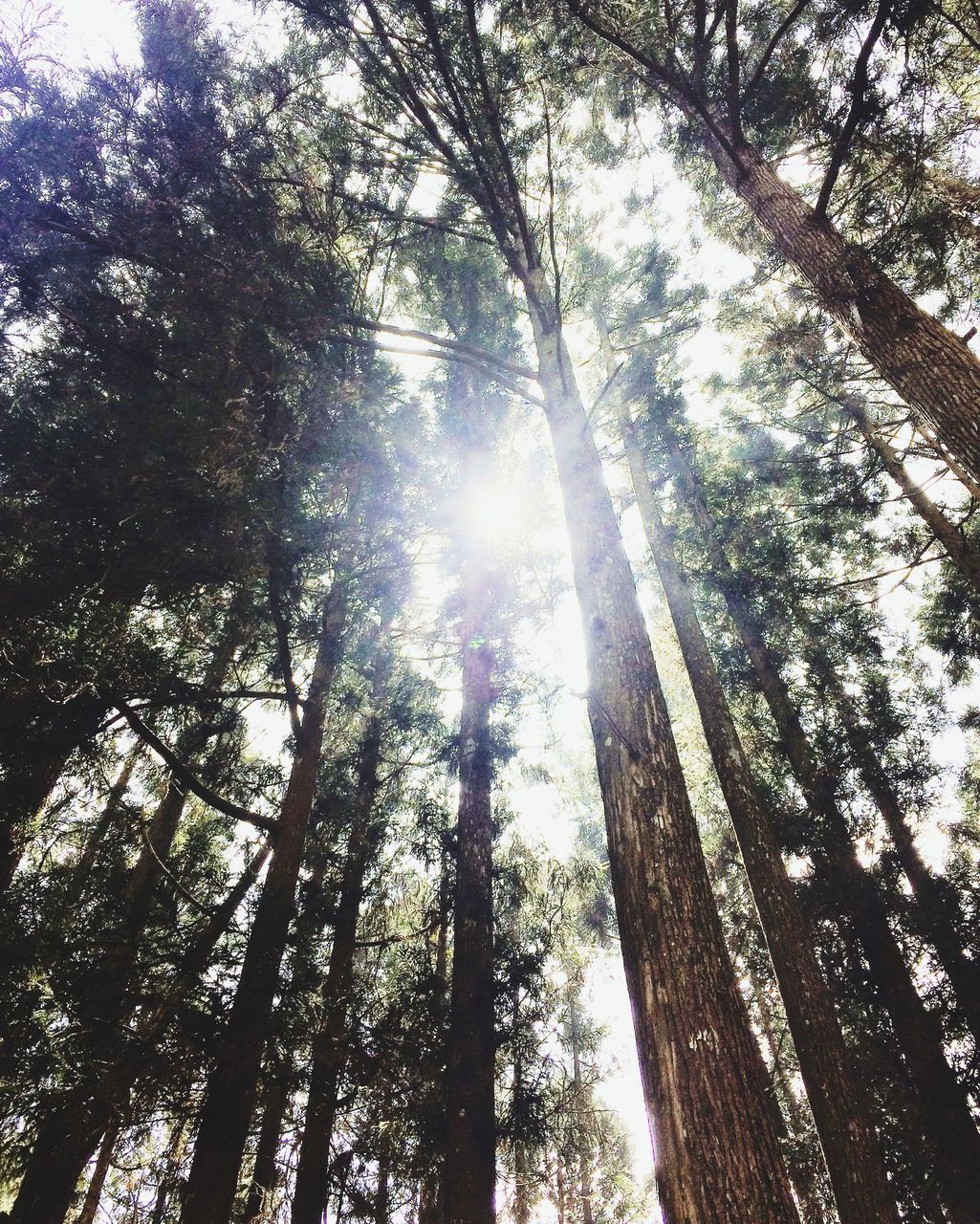 LOW ANGLE VIEW OF TREES AGAINST SKY