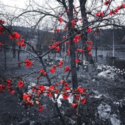 Close-up of red flowers on tree