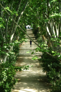 Man amidst plants against trees