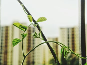 Close-up of caterpillar on plant