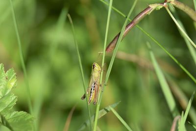 Close-up of grasshopper on grass