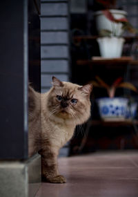 Portrait of cat sitting on table