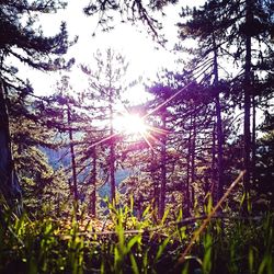 Sun shining through trees