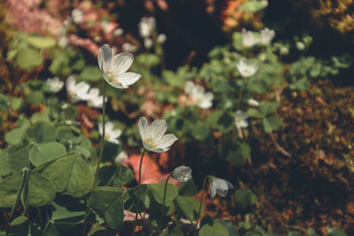 Close-up of white flowering plant