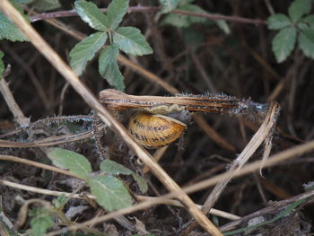 Close-up of snail on plant