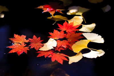 Close-up of maple leaves during autumn