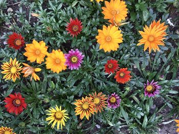 High angle view of yellow flowering plants